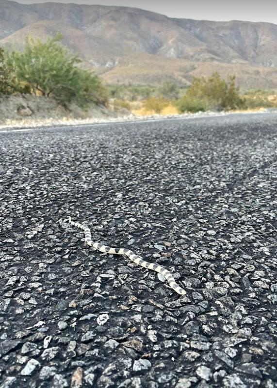 Colorado Desert Shovel-nosed Snake (Chionactis occipitalis annulata)