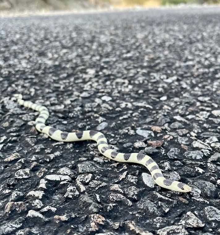 Colorado Desert Shovel-nosed Snake (Chionactis occipitalis annulata)