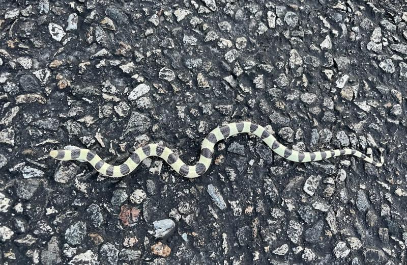 Colorado Desert Shovel-nosed Snake (Chionactis occipitalis annulata)