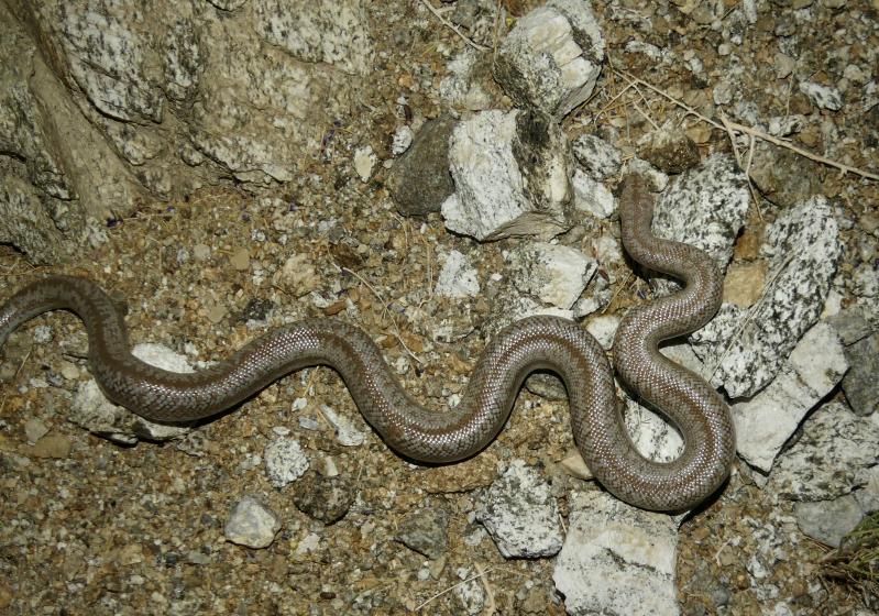 Coastal Rosy Boa (Lichanura trivirgata roseofusca)