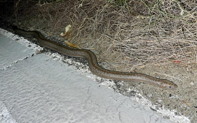 Coastal Rosy Boa (Lichanura trivirgata roseofusca)