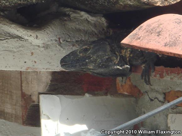 Mexican Spiny-tailed Iguana (Ctenosaura pectinata)