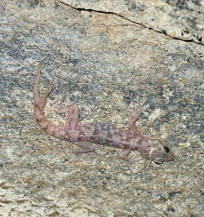 Peninsula Leaf-toed Gecko (Phyllodactylus nocticolus nocticolus)