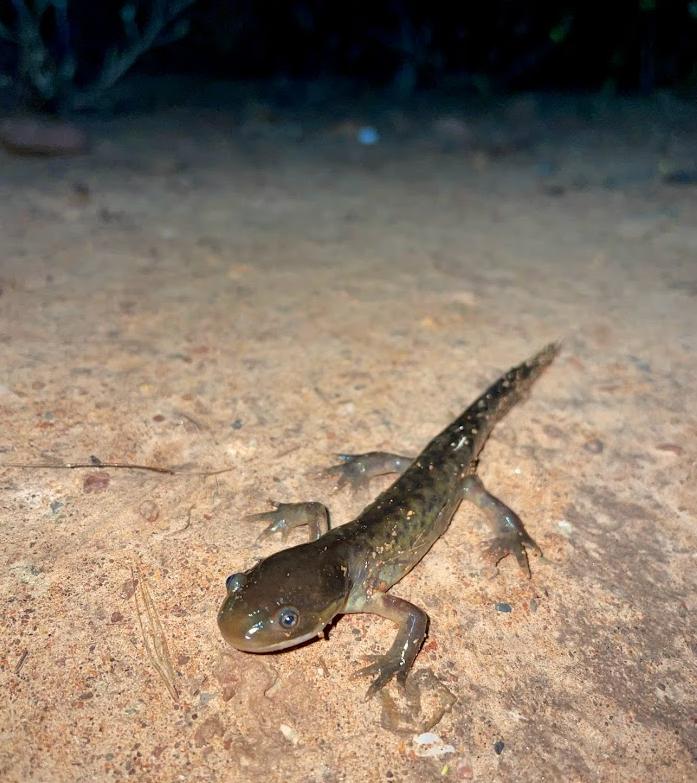 Barred Tiger Salamander (Ambystoma mavortium)