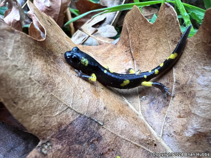 Yellow-blotched Ensatina (Ensatina eschscholtzii croceater)