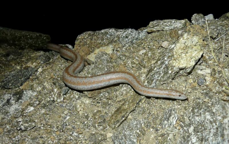 Coastal Rosy Boa (Lichanura trivirgata roseofusca)