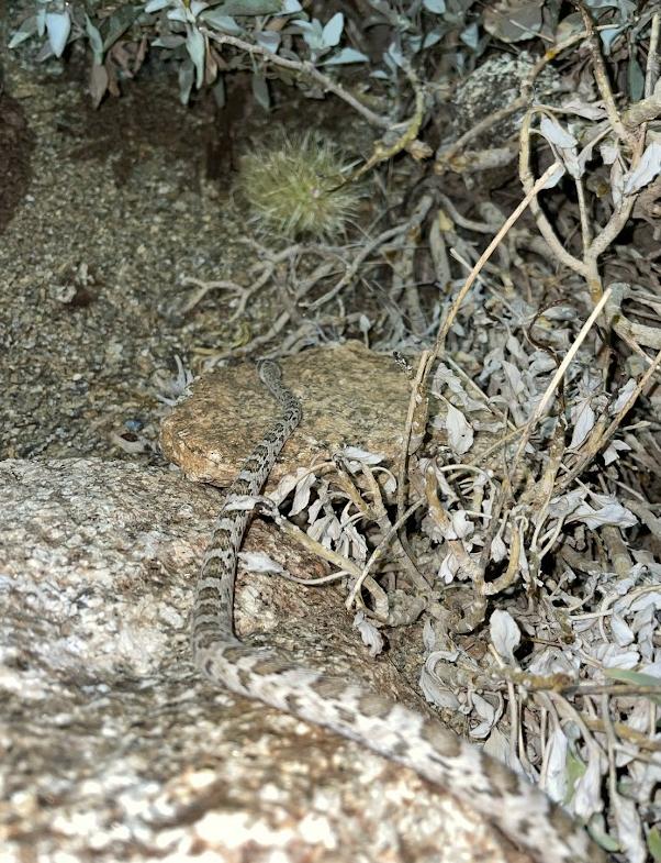 Baja California Lyresnake (Trimorphodon biscutatus lyrophanes)