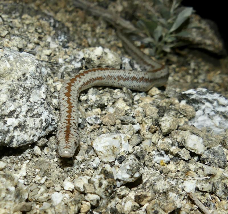 Coastal Rosy Boa (Lichanura trivirgata roseofusca)