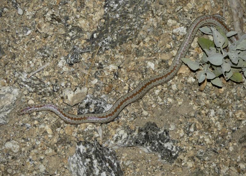 Coastal Rosy Boa (Lichanura trivirgata roseofusca)