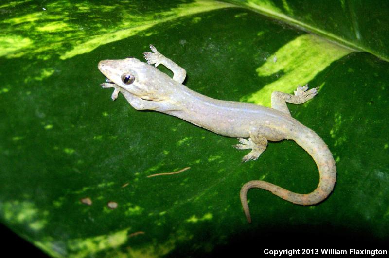 Common House Gecko (Hemidactylus frenatus)