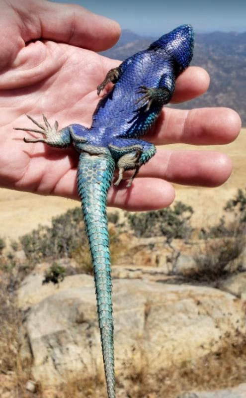 Granite Spiny Lizard (Sceloporus orcutti)