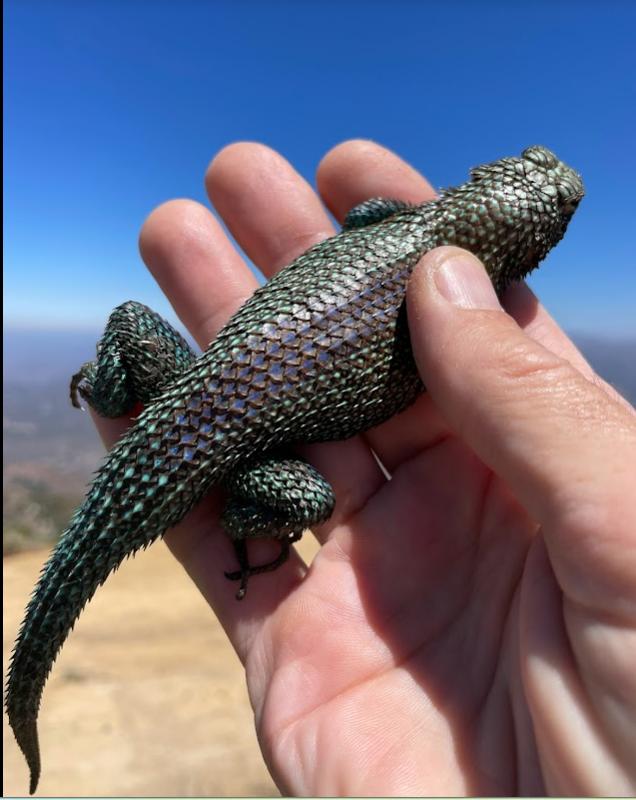 Granite Spiny Lizard (Sceloporus orcutti)