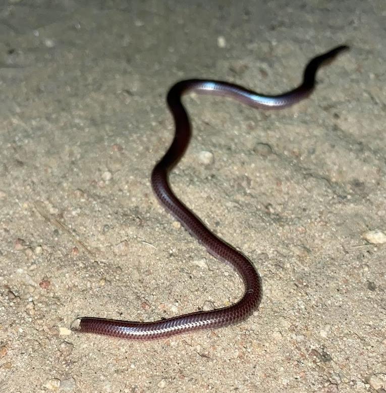 SouthWestern Threadsnake (Leptotyphlops humilis humilis)