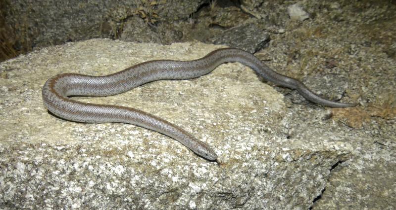 Coastal Rosy Boa (Lichanura trivirgata roseofusca)