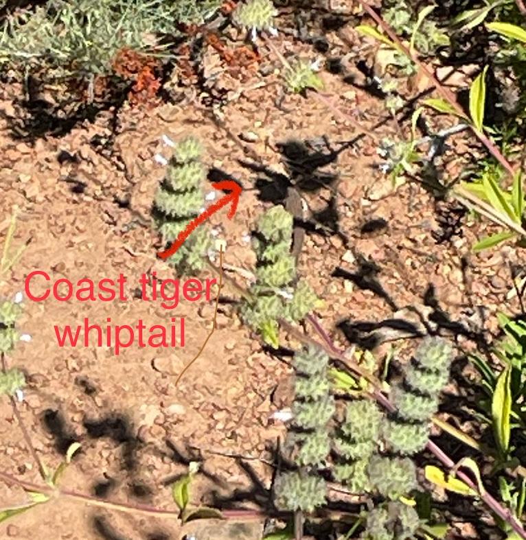 Coastal Whiptail (Aspidoscelis tigris stejnegeri)