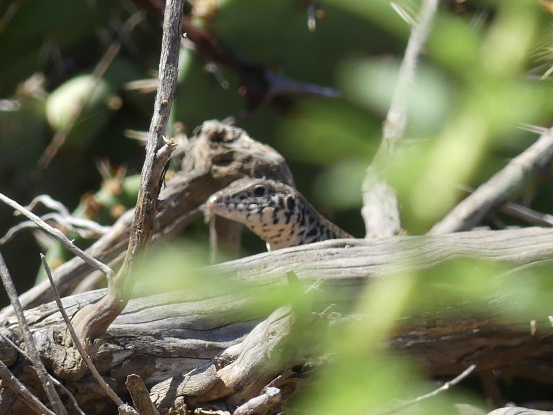 Coastal Whiptail (Aspidoscelis tigris stejnegeri)