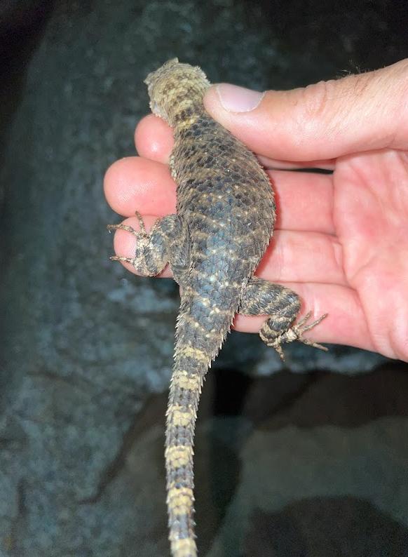 Granite Spiny Lizard (Sceloporus orcutti)