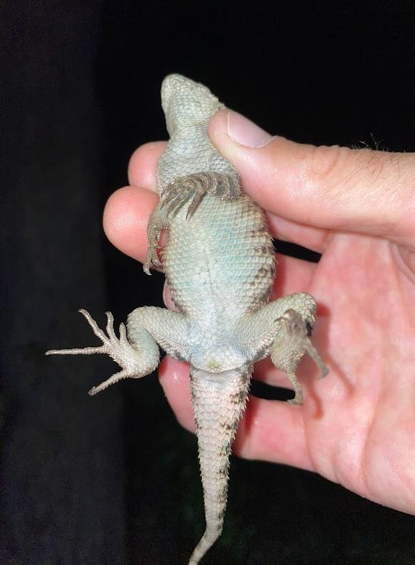 Granite Spiny Lizard (Sceloporus orcutti)