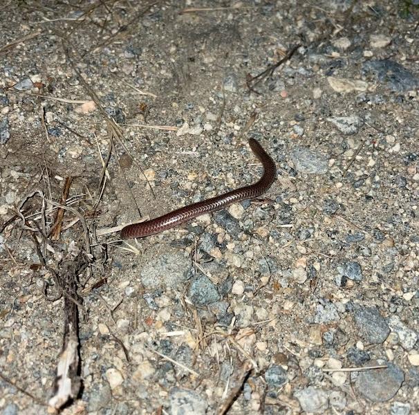 SouthWestern Threadsnake (Leptotyphlops humilis humilis)