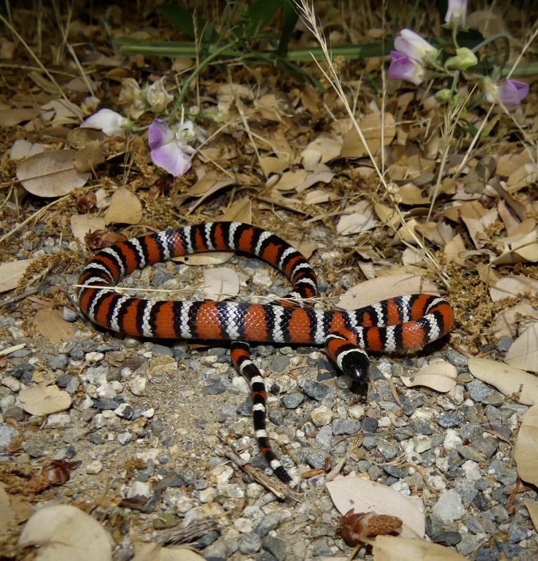 San Diego Mountain Kingsnake (Lampropeltis zonata pulchra)