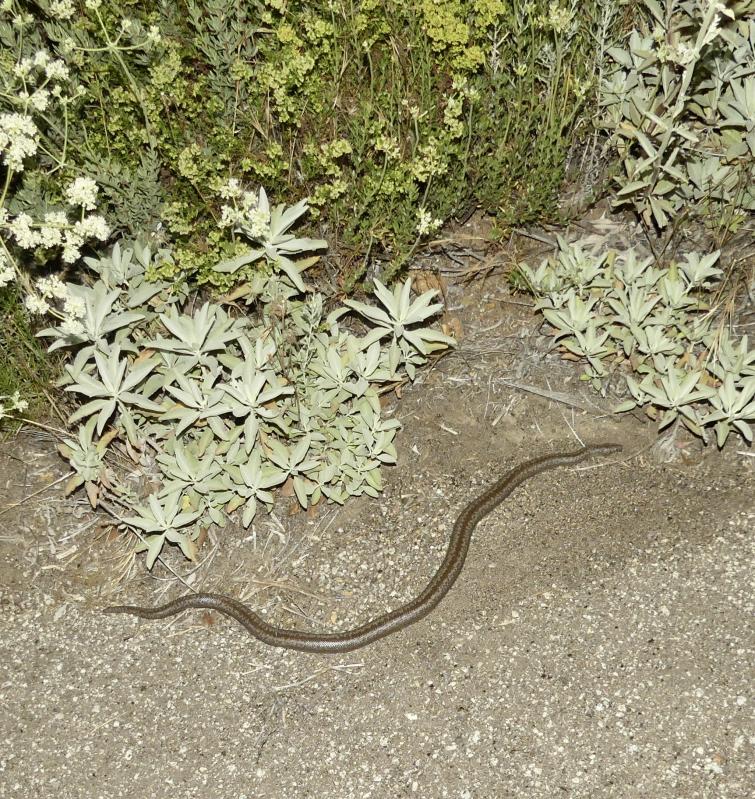 Coastal Rosy Boa (Lichanura trivirgata roseofusca)