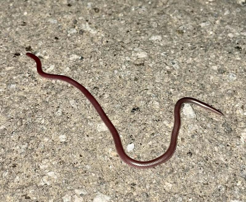 SouthWestern Threadsnake (Leptotyphlops humilis humilis)