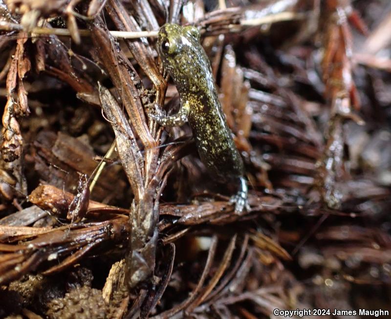 Santa Cruz Black Salamander (Aneides flavipunctatus niger)