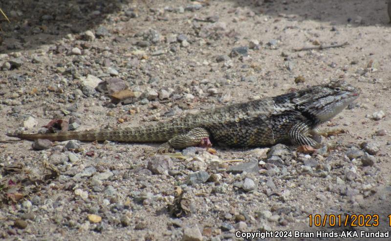 Desert Spiny Lizard (Sceloporus magister)