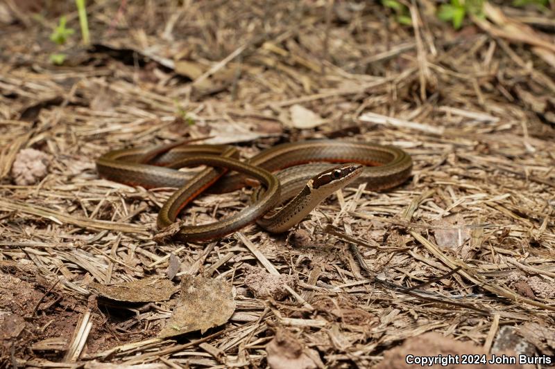 Western Graceful Brownsnake (Rhadinaea hesperia)