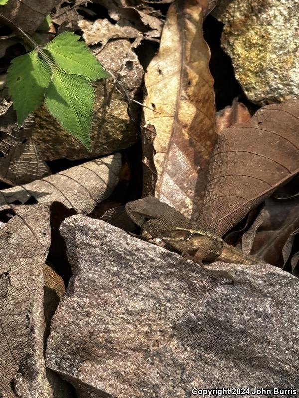 Yellow-backed Spiny Lizard (Sceloporus uniformis)