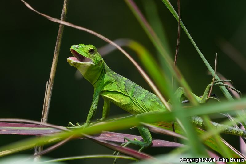 Green Iguana (Iguana iguana)