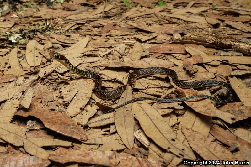 Central American Speckled Racer (Drymobius margaritiferus fistulosus)