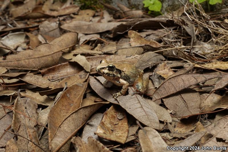 Taylor's Barking Frog (Craugastor occidentalis)