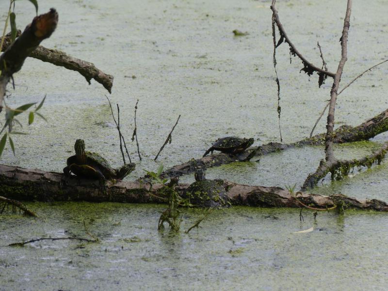 Eastern Painted Turtle (Chrysemys picta picta)