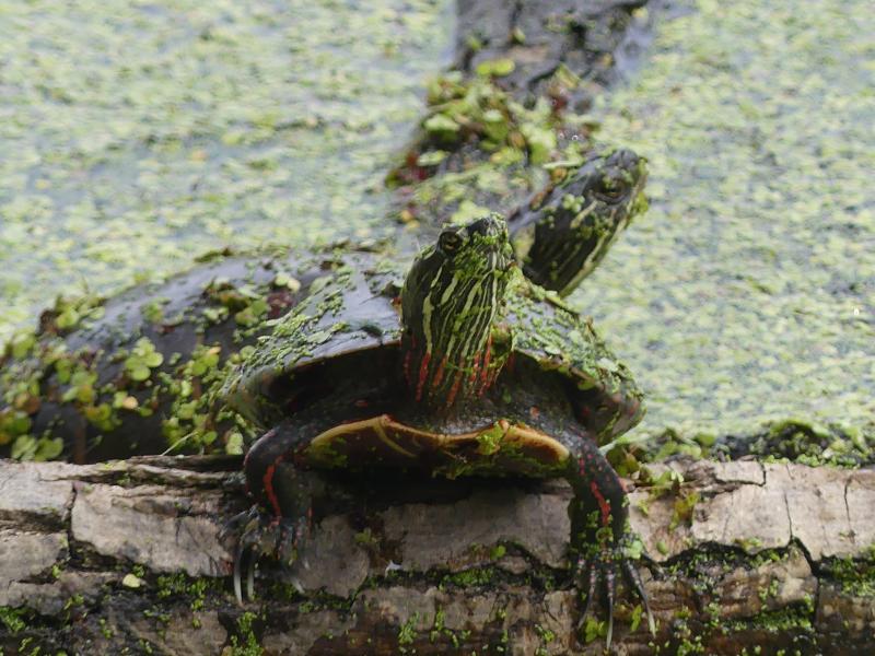 Eastern Painted Turtle (Chrysemys picta picta)