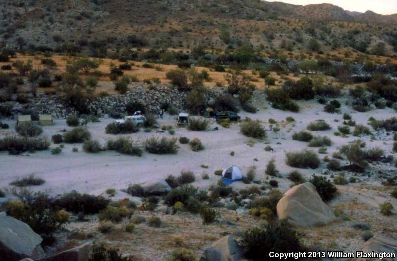 Southwestern Speckled Rattlesnake (Crotalus mitchellii pyrrhus)