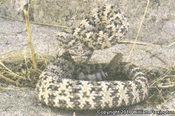 Southwestern Speckled Rattlesnake (Crotalus mitchellii pyrrhus)