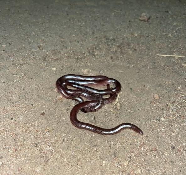 SouthWestern Threadsnake (Leptotyphlops humilis humilis)