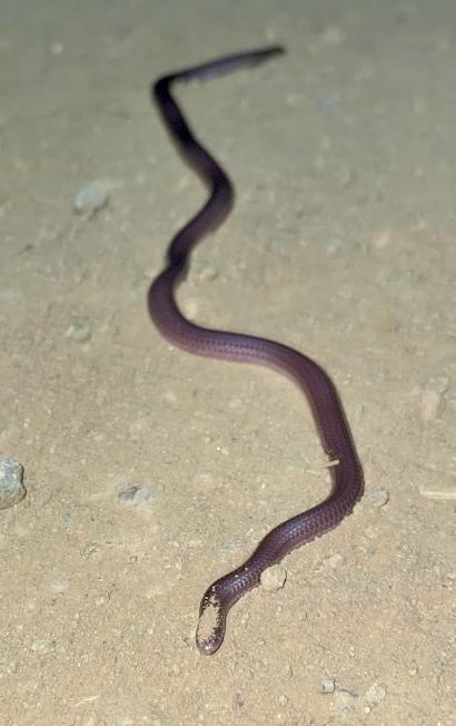 SouthWestern Threadsnake (Leptotyphlops humilis humilis)