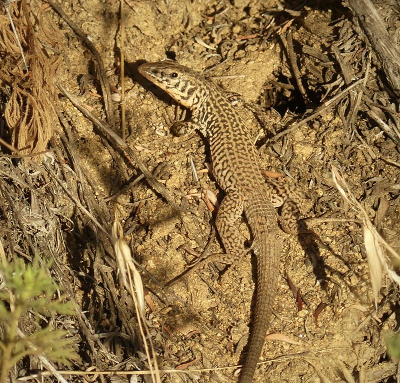 Coastal Whiptail (Aspidoscelis tigris stejnegeri)