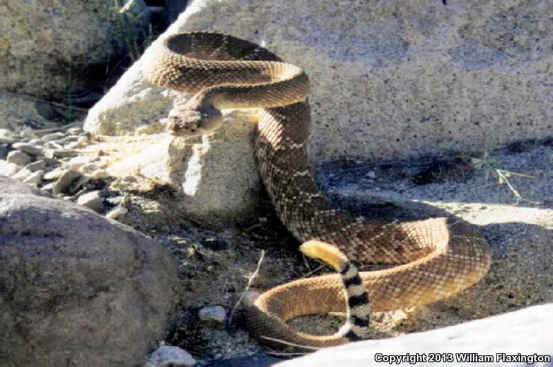 Red Diamond Rattlesnake (Crotalus ruber)