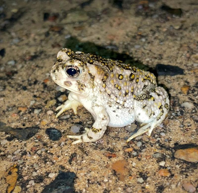 Arroyo Toad (Anaxyrus californicus)