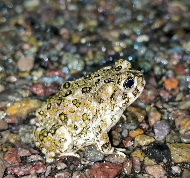 Arroyo Toad (Anaxyrus californicus)