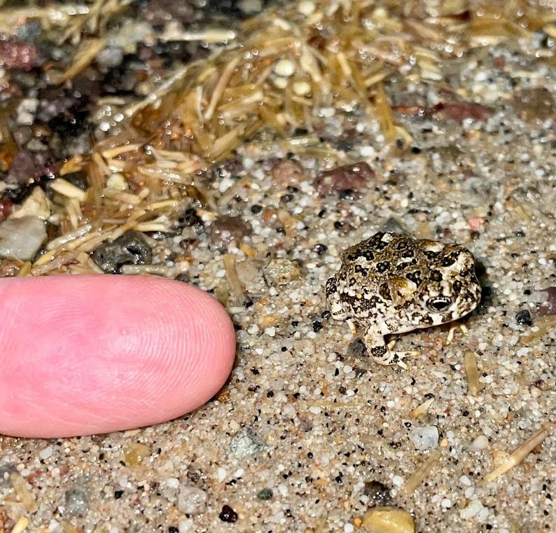 Arroyo Toad (Anaxyrus californicus)