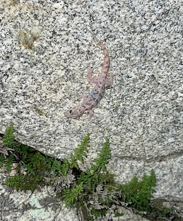 Peninsula Leaf-toed Gecko (Phyllodactylus nocticolus nocticolus)