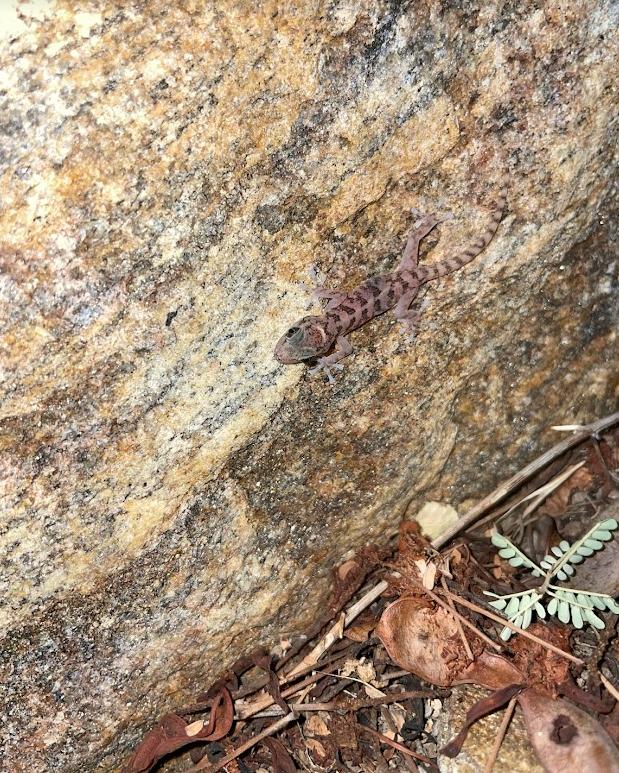 Peninsula Leaf-toed Gecko (Phyllodactylus nocticolus nocticolus)