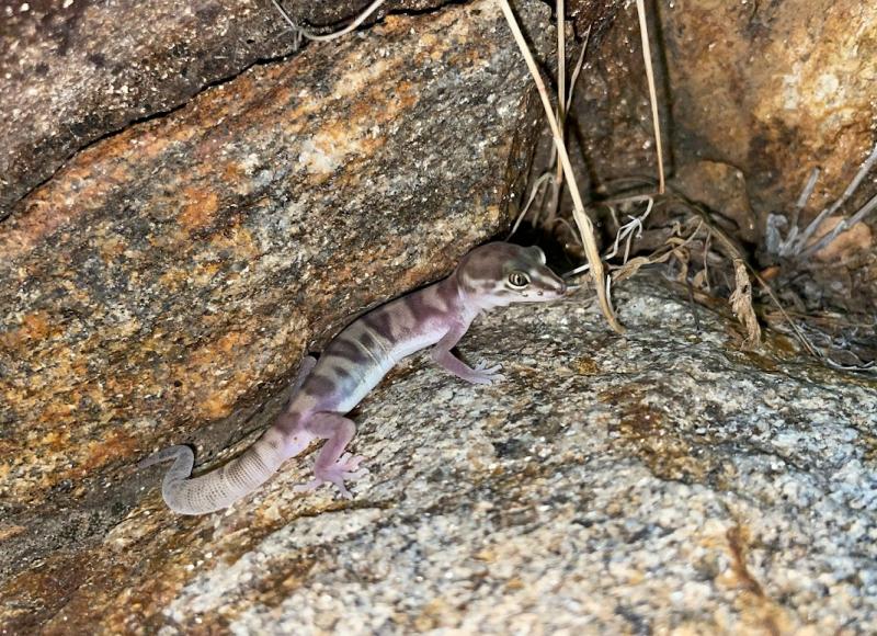 Desert Banded Gecko (Coleonyx variegatus variegatus)