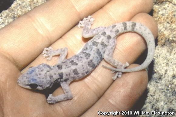 Peninsula Leaf-toed Gecko (Phyllodactylus nocticolus nocticolus)