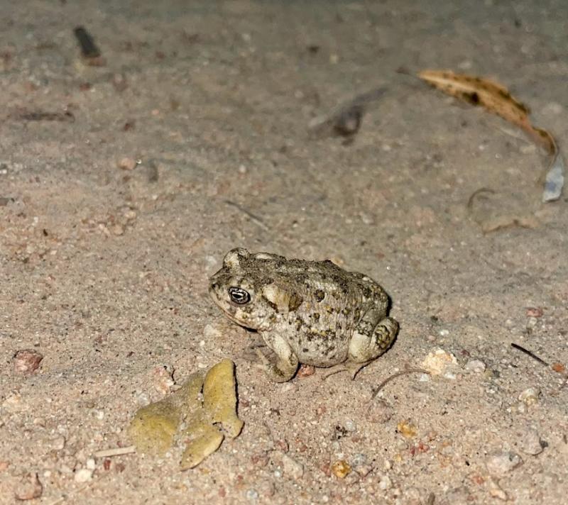 Arroyo Toad (Anaxyrus californicus)