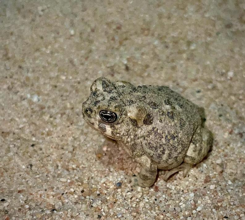 Arroyo Toad (Anaxyrus californicus)